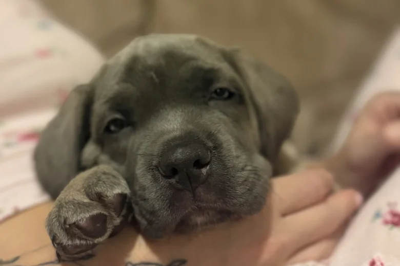 Cane Corso