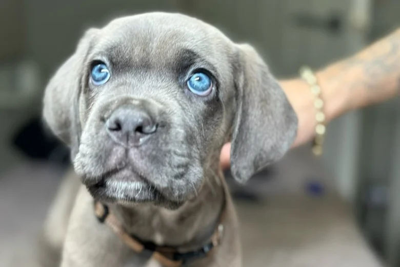 Cane Corso