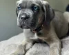 Cane Corso