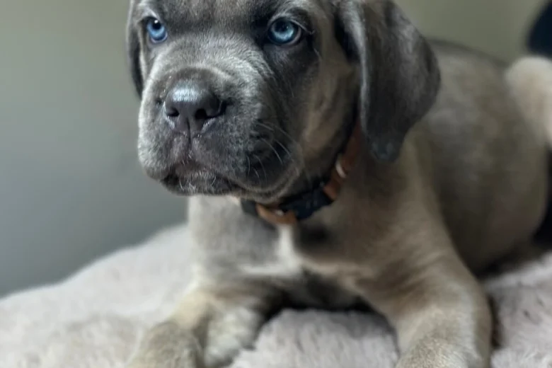 Cane Corso