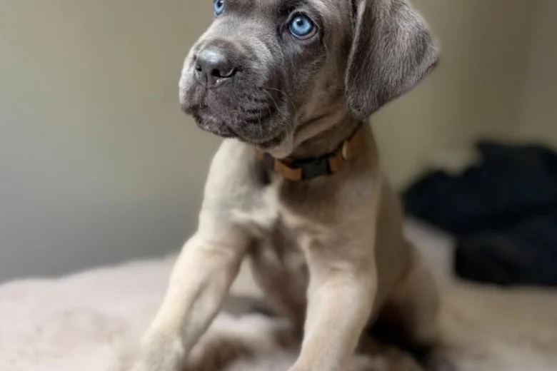 Cane Corso