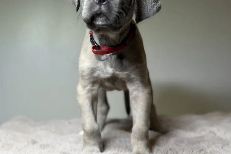 Cane Corso