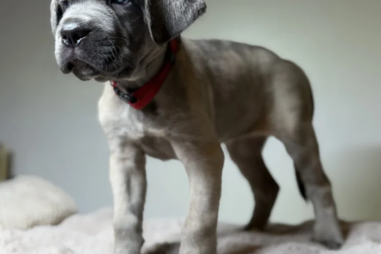 Cane Corso