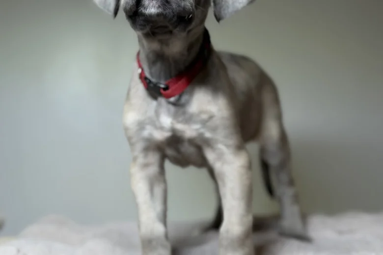 Cane Corso