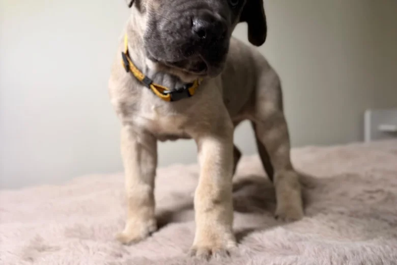 Cane Corso