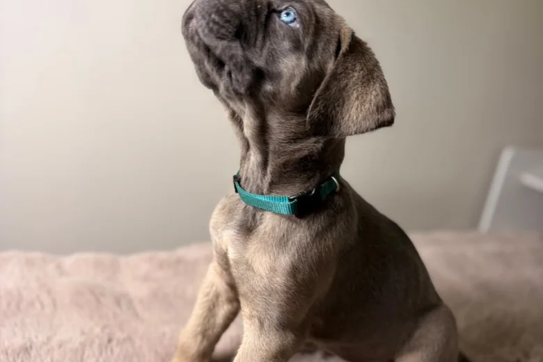 Cane Corso
