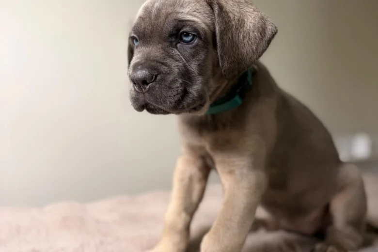 Cane Corso