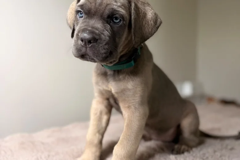 Cane Corso