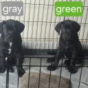 Cane Corso