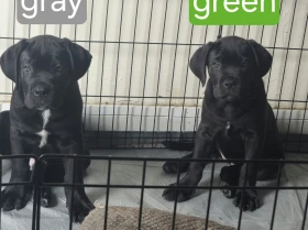 Cane Corso
