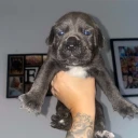 Cane Corso