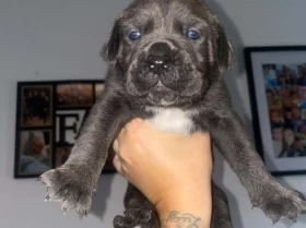 Cane Corso