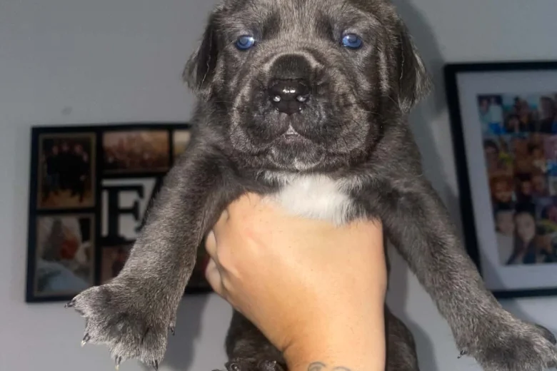 Cane Corso
