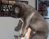 Cane Corso