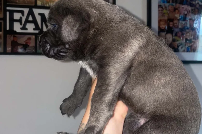 Cane Corso
