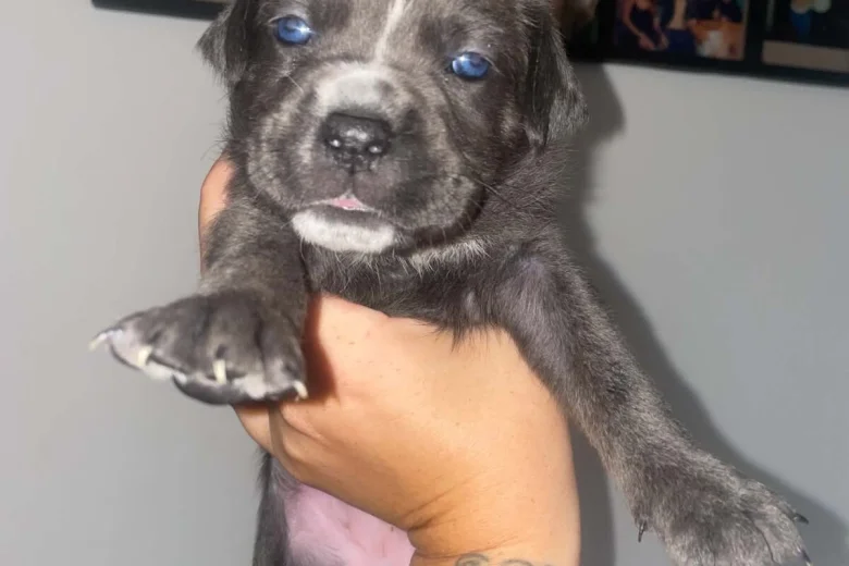 Cane Corso