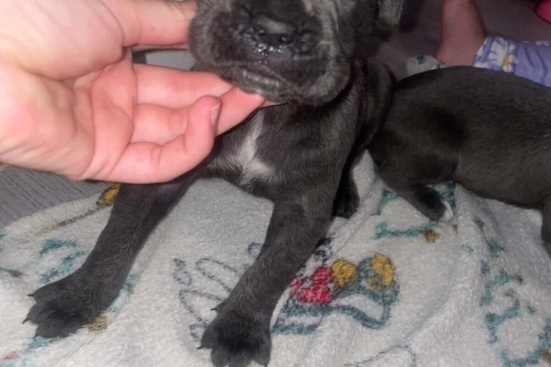 Cane Corso