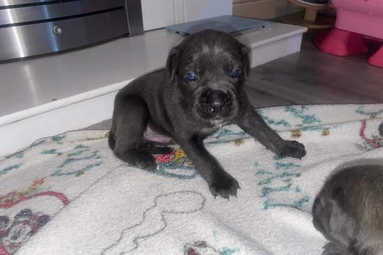 Cane Corso