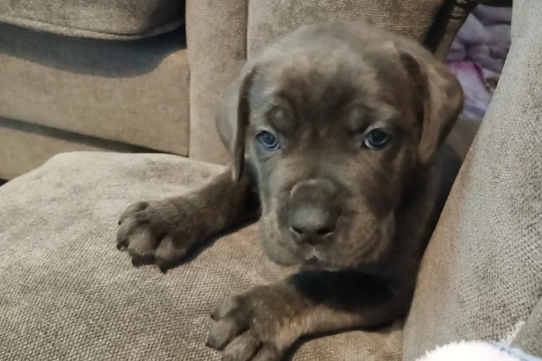 Cane Corso