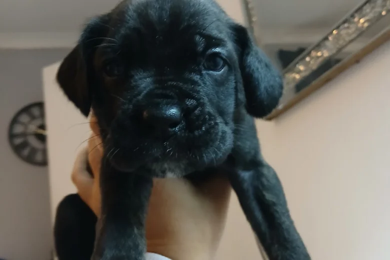 Cane Corso