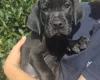 Cane Corso