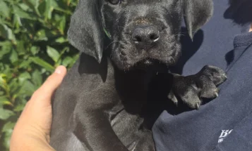 Cane Corso