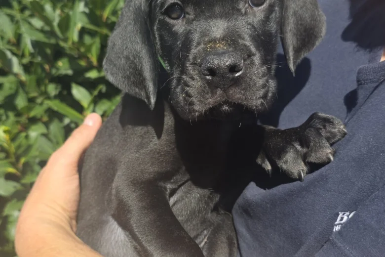 Cane Corso