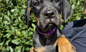 Cane Corso