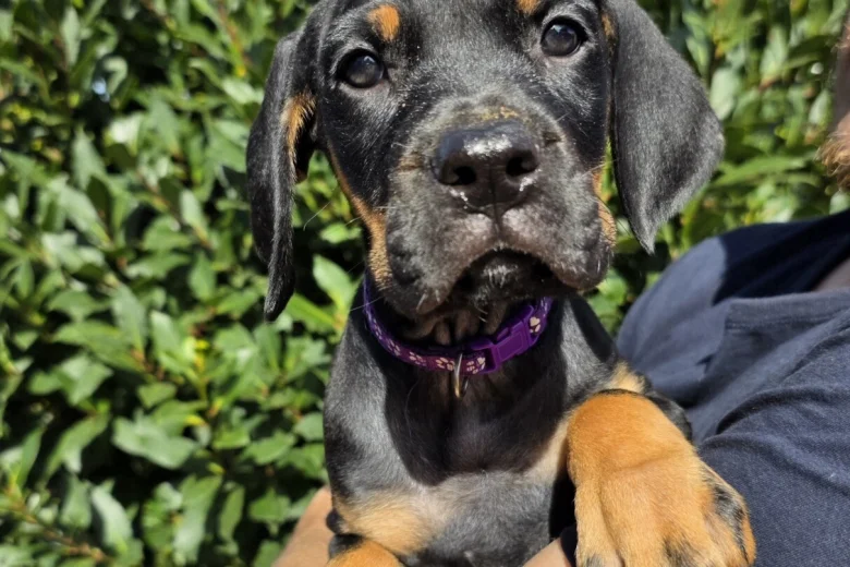 Cane Corso