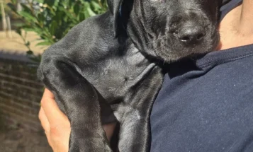 Cane Corso