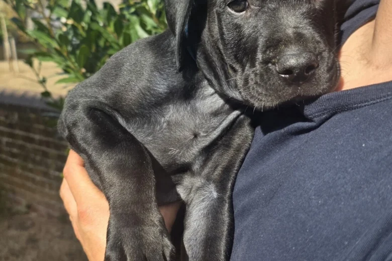 Cane Corso