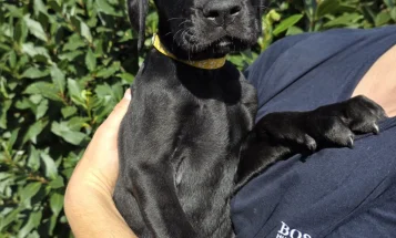 Cane Corso