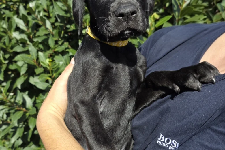 Cane Corso