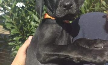 Cane Corso