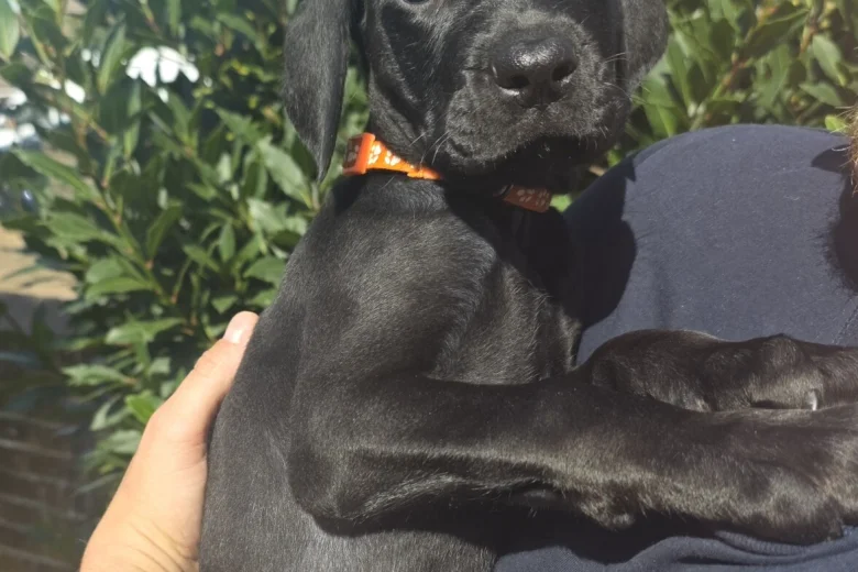 Cane Corso