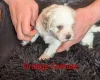 Cavachon