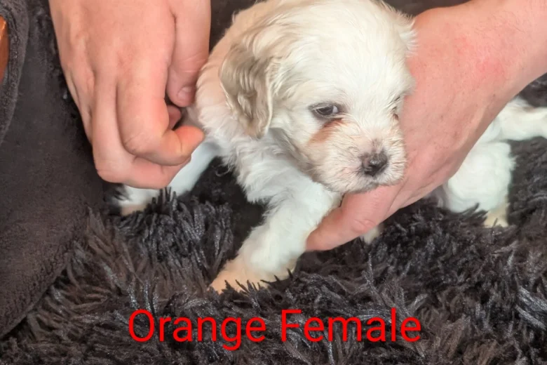 Cavachon