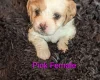 Cavachon