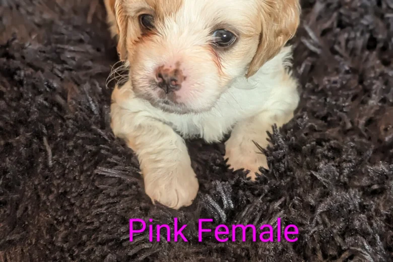 Cavachon
