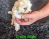 Cavachon