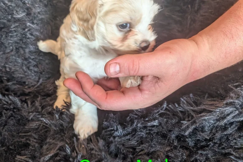 Cavachon