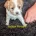 Cavachon
