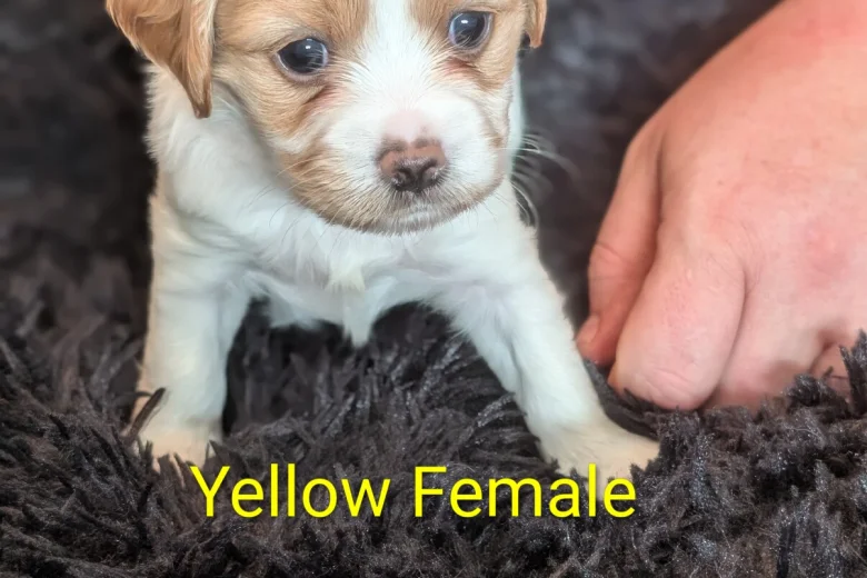 Cavachon