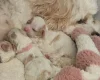 Cavachon