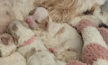 Cavachon