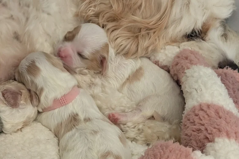Cavachon