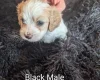 Cavachon