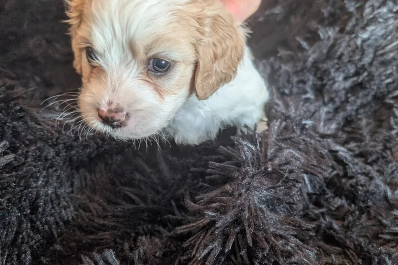 Cavachon