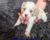 Cavachon