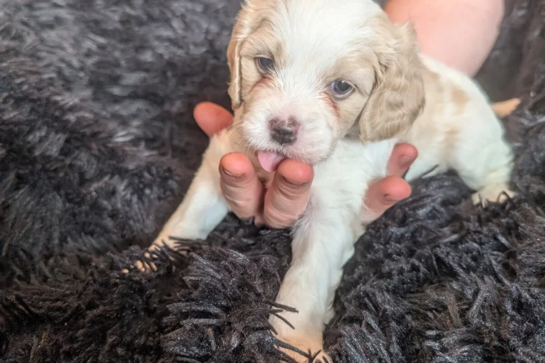 Cavachon